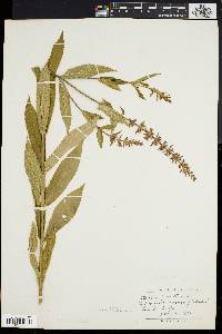 Stachys tenuifolia image