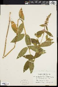 Stachys tenuifolia image