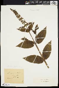 Stachys tenuifolia var. platyphylla image