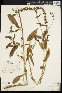 Stachys tenuifolia var. platyphylla image