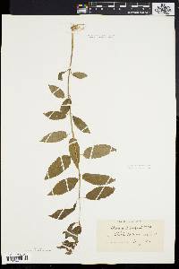 Stachys tenuifolia image