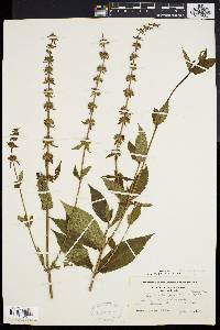 Stachys tenuifolia image