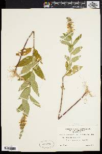 Teucrium canadense var. canadense image