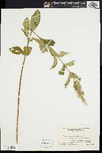 Teucrium canadense var. canadense image