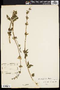 Salvia pallida image