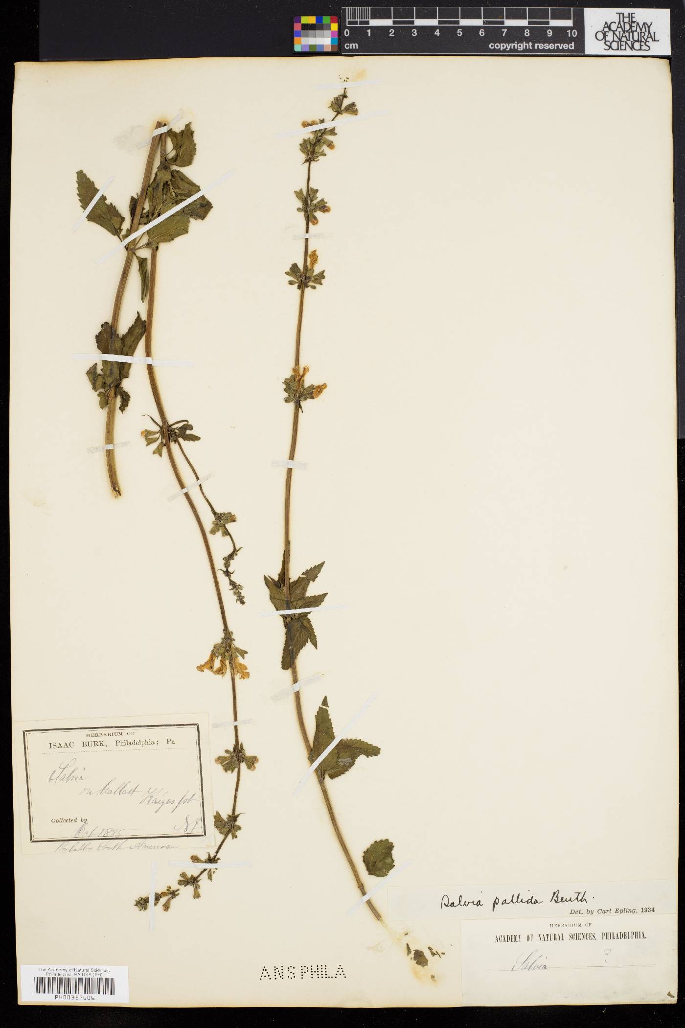 Salvia pallida image