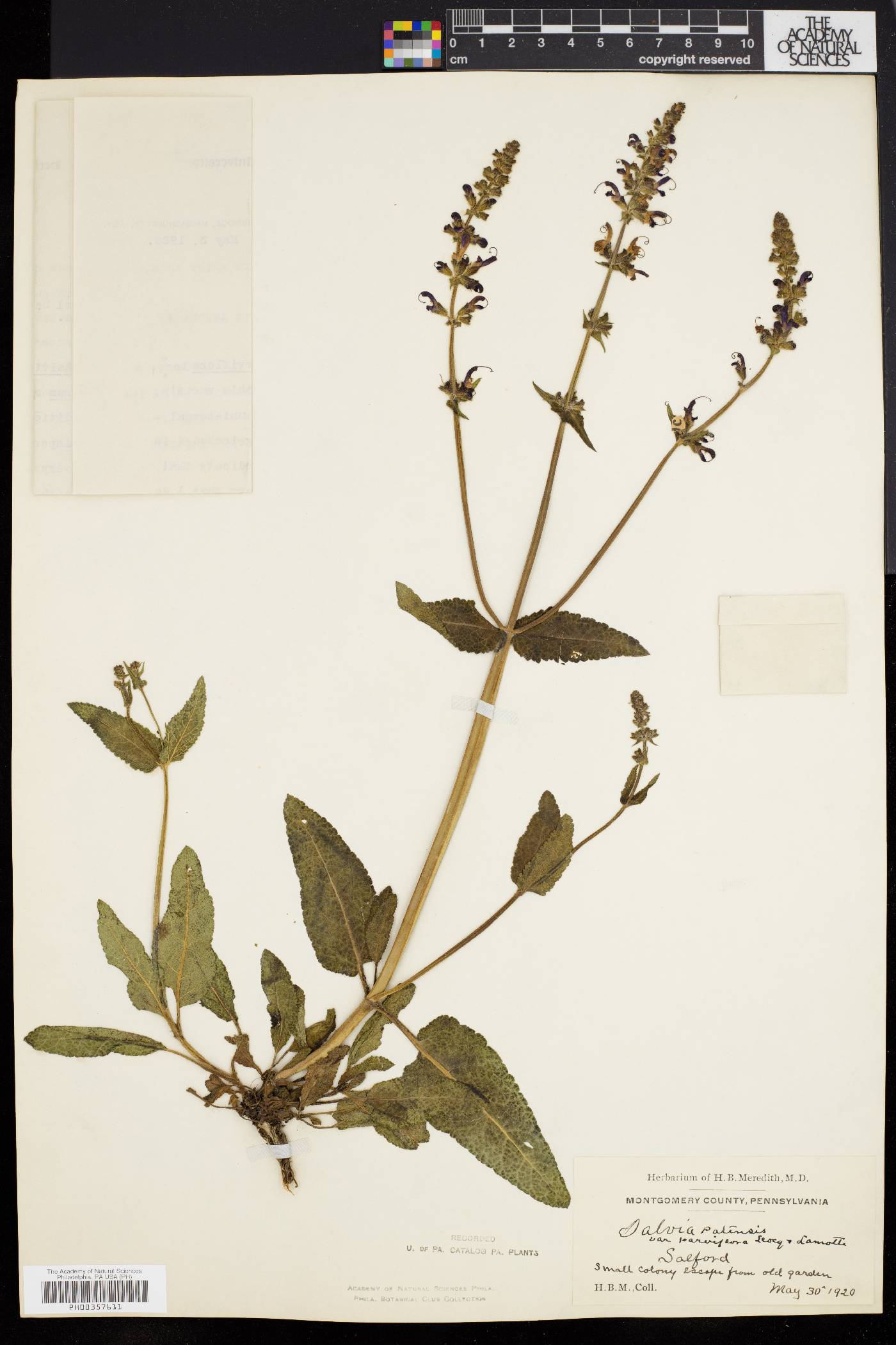 Salvia pratensis image