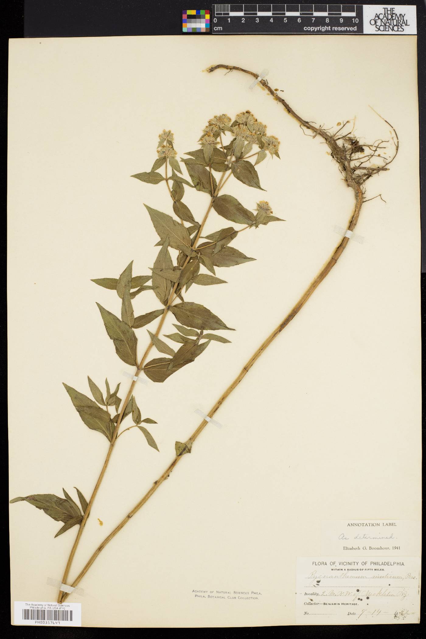 Pycnanthemum muticum image