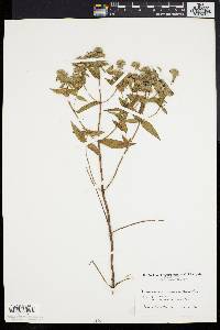 Pycnanthemum muticum image