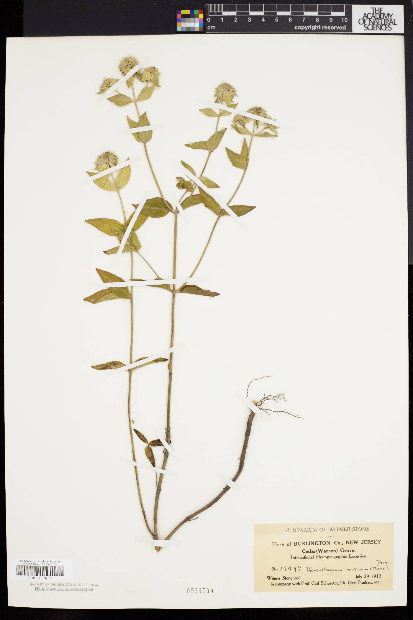 Pycnanthemum muticum image