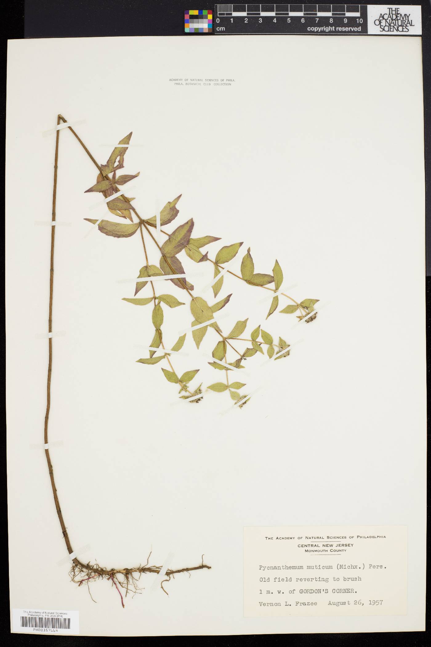 Pycnanthemum muticum image