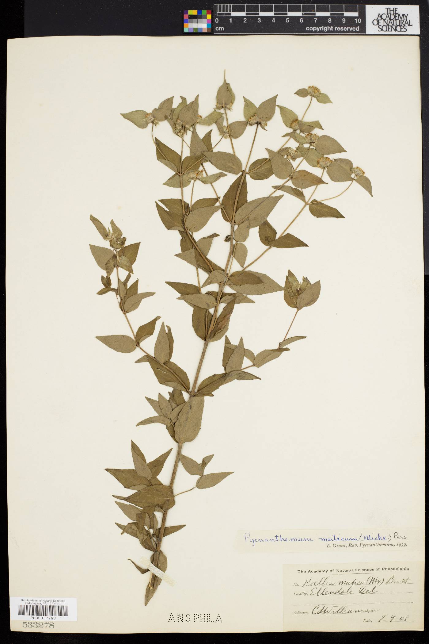 Pycnanthemum muticum image