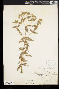 Pycnanthemum muticum image