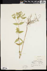 Pycnanthemum muticum image