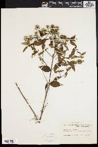 Pycnanthemum muticum image