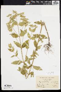 Pycnanthemum setosum image