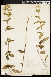 Pycnanthemum setosum image