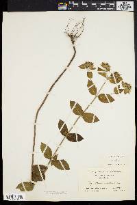 Pycnanthemum setosum image