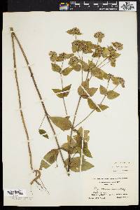 Pycnanthemum setosum image