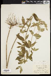 Pycnanthemum setosum image