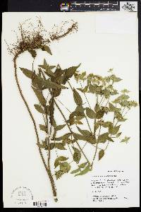 Pycnanthemum setosum image