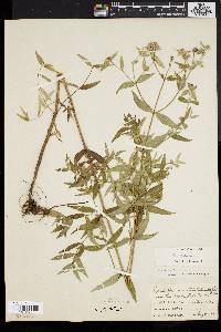 Pycnanthemum verticillatum image