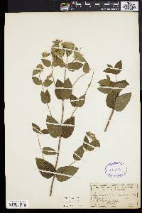 Pycnanthemum setosum image