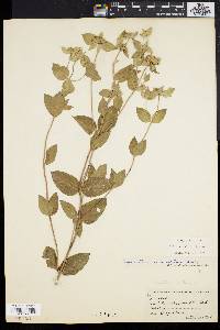 Pycnanthemum setosum image