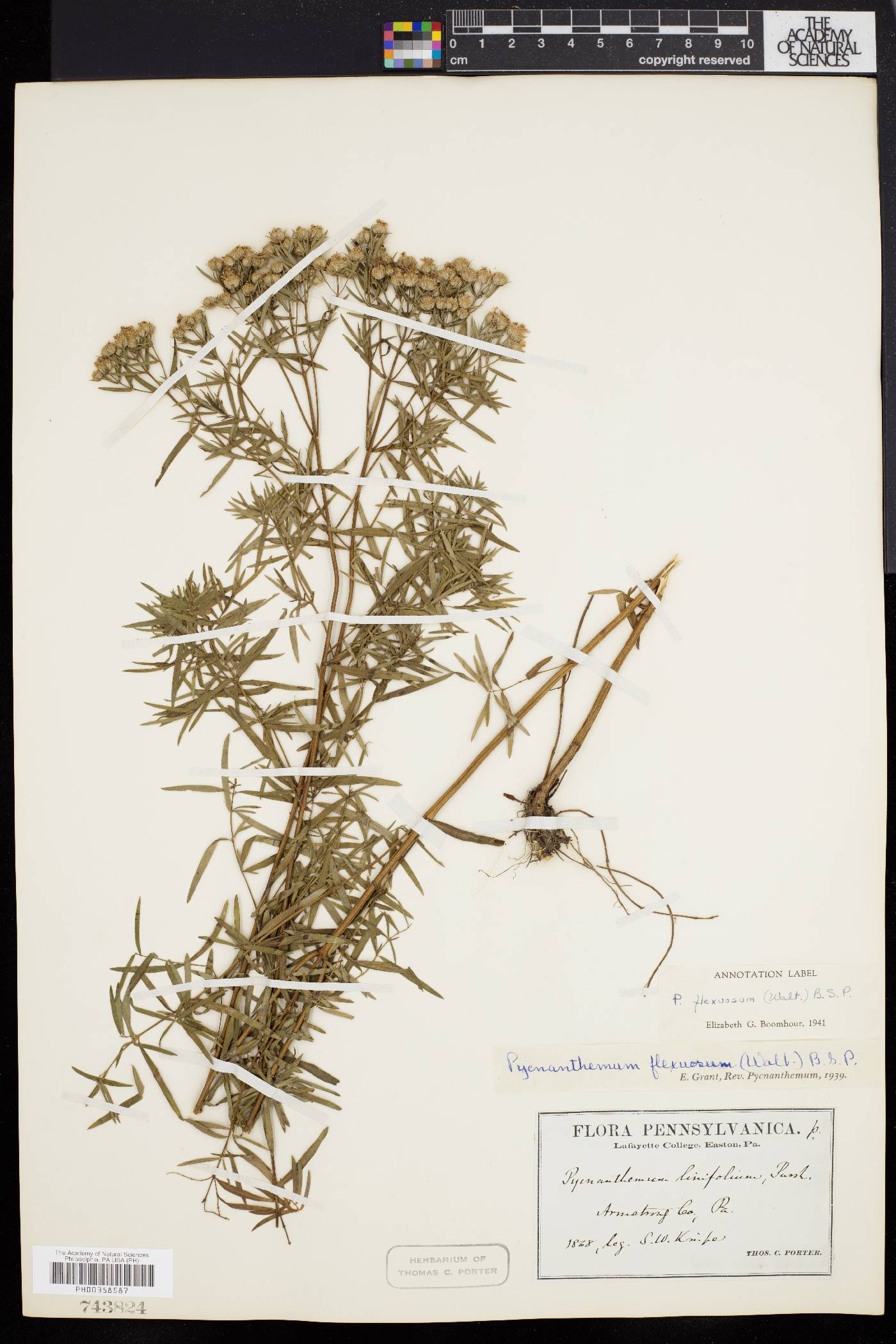 Pycnanthemum flexuosum image