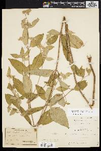 Pycnanthemum incanum image