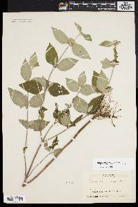 Pycnanthemum incanum image