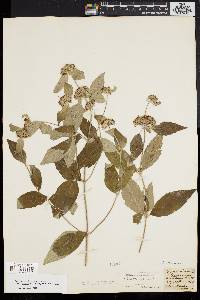 Pycnanthemum incanum image