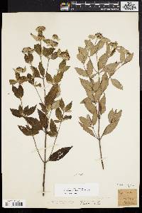 Pycnanthemum incanum image