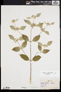 Pycnanthemum incanum image