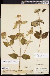 Pycnanthemum incanum image