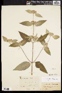 Pycnanthemum incanum image