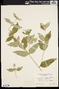 Pycnanthemum incanum image