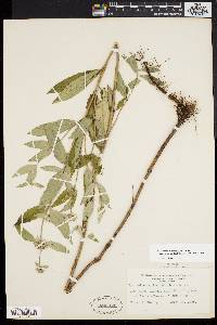 Pycnanthemum incanum image