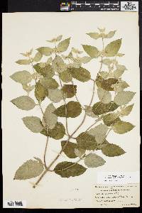 Pycnanthemum incanum image