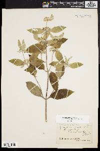 Pycnanthemum incanum image