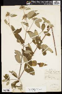 Pycnanthemum incanum image