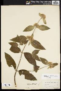 Pycnanthemum incanum image