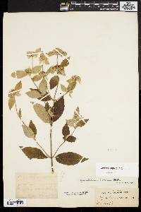 Pycnanthemum incanum image