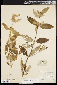 Pycnanthemum incanum image