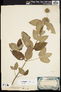 Pycnanthemum incanum image