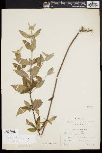 Pycnanthemum incanum image