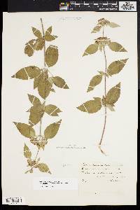 Pycnanthemum incanum image