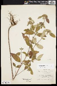 Pycnanthemum incanum image