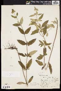 Pycnanthemum incanum image