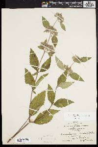 Pycnanthemum incanum image